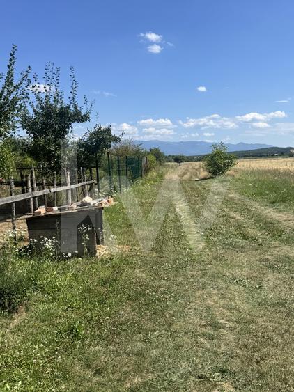 Teren 720 mp Seviș | 23 m front | Oportunitate investiție 24.480€