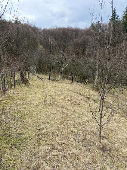 Teren Salatrucel Calimanesti intravilan cu curent 380V 3300mp