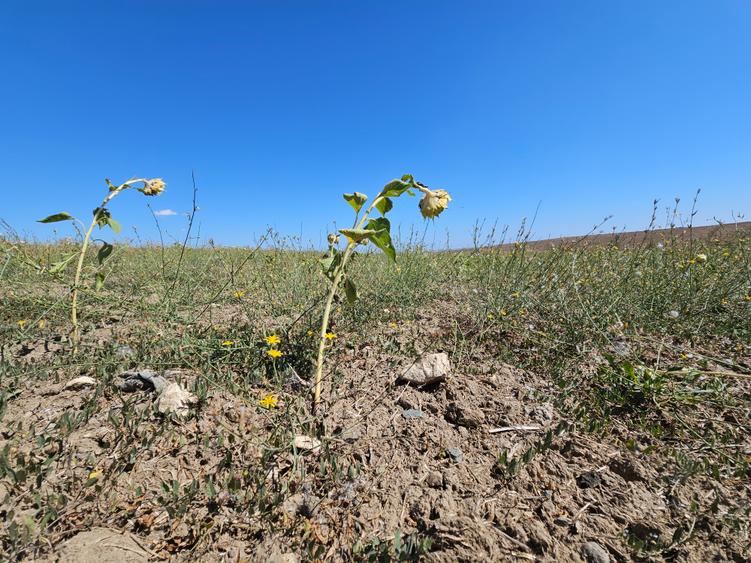 Teren Extravilan 10000 Mp Sibioara Constanta