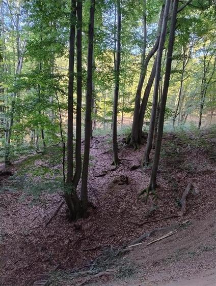 Padure de Fag 2 hectare