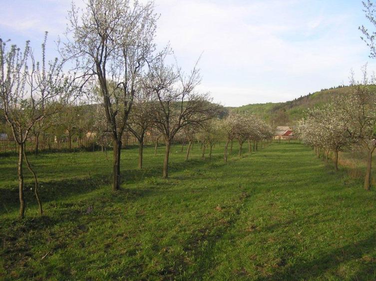 (307) Teren intravilan Calinesti – sat Carstieni, jud. Arges / Direct proprietar