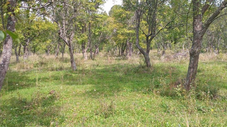 Teren extravilan 10.000 mp – Livadă de pruni, Dorolea (15 km de Bistrița)