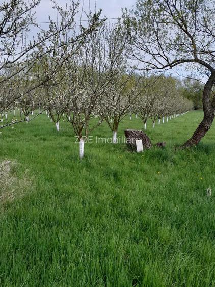 De vânzare teren extravilan în Sfântu Gheorghe - 9