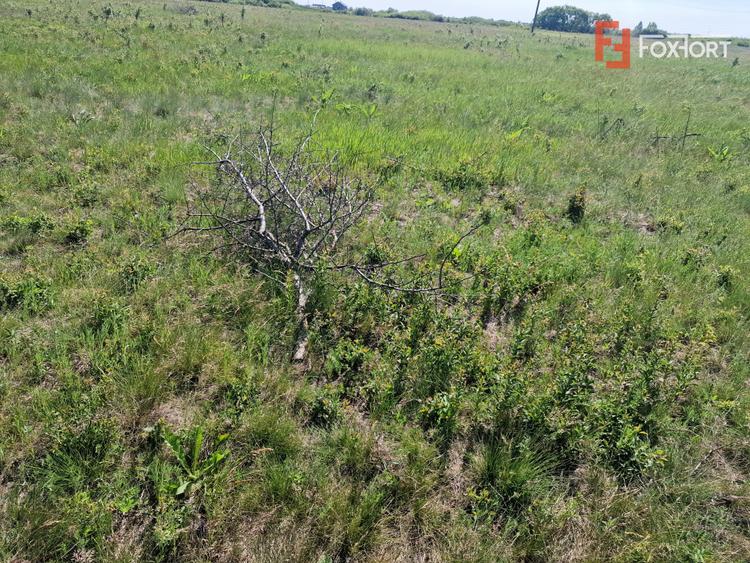 Teren de 5000 mp de vanzare in Mosnita Veche