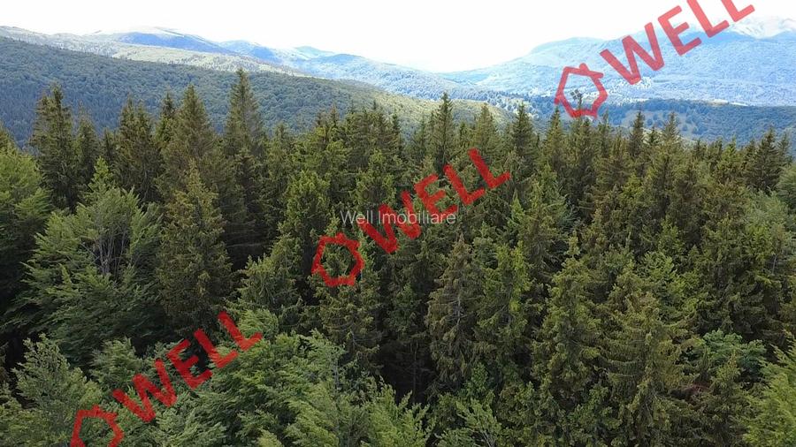 Pădure de vânzare în Vama Buzăului, sat Buzăiel!