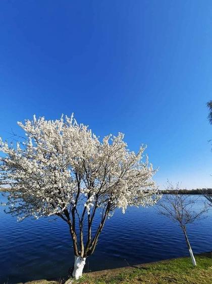 Apartament superb 3 camere gradina pe lac Damaroaia