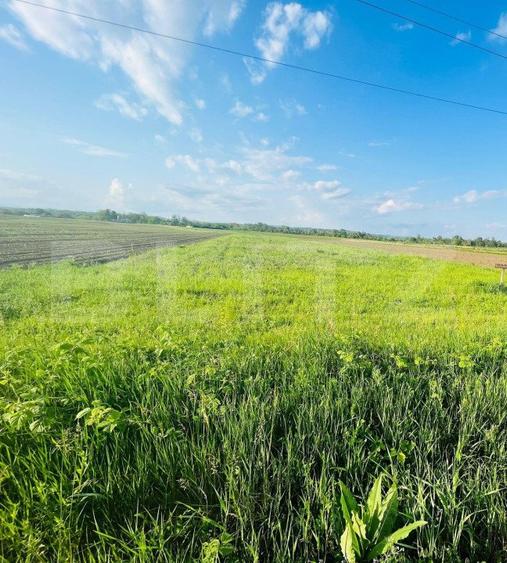Teren 5500mp extravilan,Sat Dimoiu