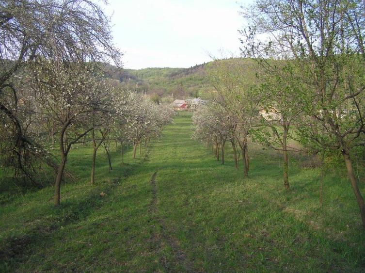 (307) Teren intravilan Calinesti – sat Carstieni, jud. Arges / Direct proprietar