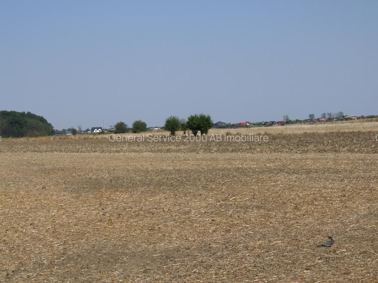 Teren Clinceni-Ordoreanu padure - 5