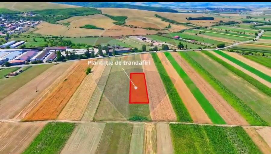 TEREN extravilan- 6 E/MP- CU PLANTATIE DE TRANDAFIRI! Teliu 7000mp