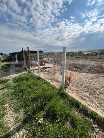 Ferma mica de animale – porci Mangalita & gaini de curte