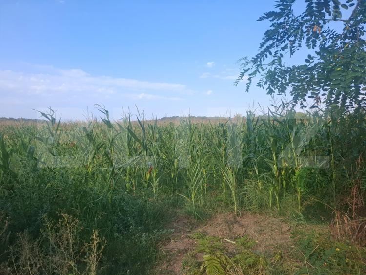 Teren de vanzare, 2800 mp, zona Gura Foi