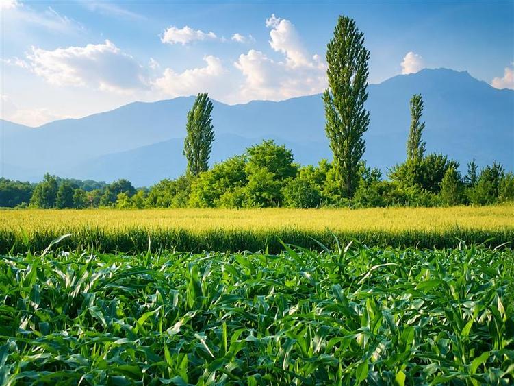 Teren intravilan 10.000 mp, parcelabil, plan, acces asfaltat, Bod, Brasov