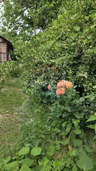 Domeniu rural, gospodarie/multifunctionala cu casa, livada, vie - 60