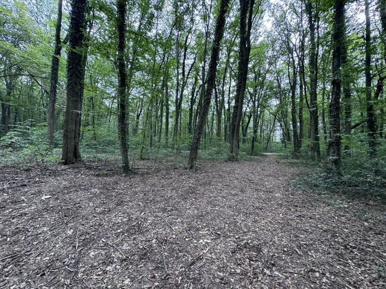 46644 mp teren in Padurea Baneasa proiect exclusivist