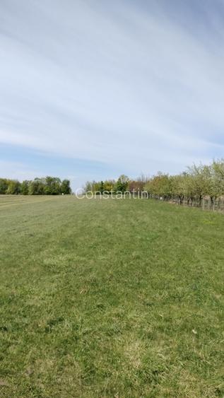 Teren extravilan 7.200 mp Bordea - Grajduri/ Oportunitate Investiție  - 8