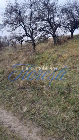 Teren intravilan,  3450 mp, front 23 m, lungime 150 m in Borhanci - 2