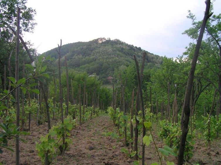 (307) Teren intravilan Calinesti – sat Carstieni, jud. Arges / Direct proprietar
