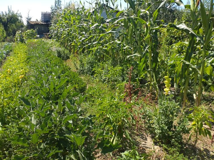 Casa de vacanta Corbii Mari cu teren generos livada si gradina - 8