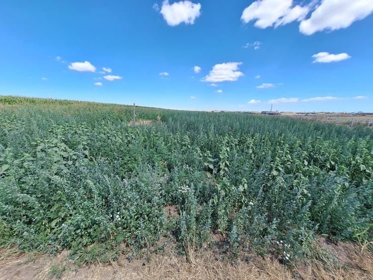 Teren de vanzare intravilan 5000mp localitatea Lazu