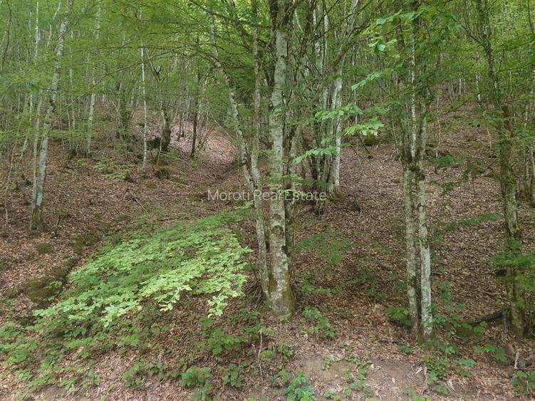 Teren cu Padure in Bulzestii de Sus 4200mp - 2