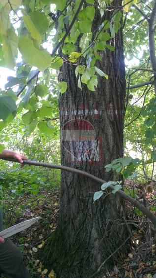DE VÂNZARE – FOND FORESTIER PRIVAT | 100,9 ha | Județul Suceava