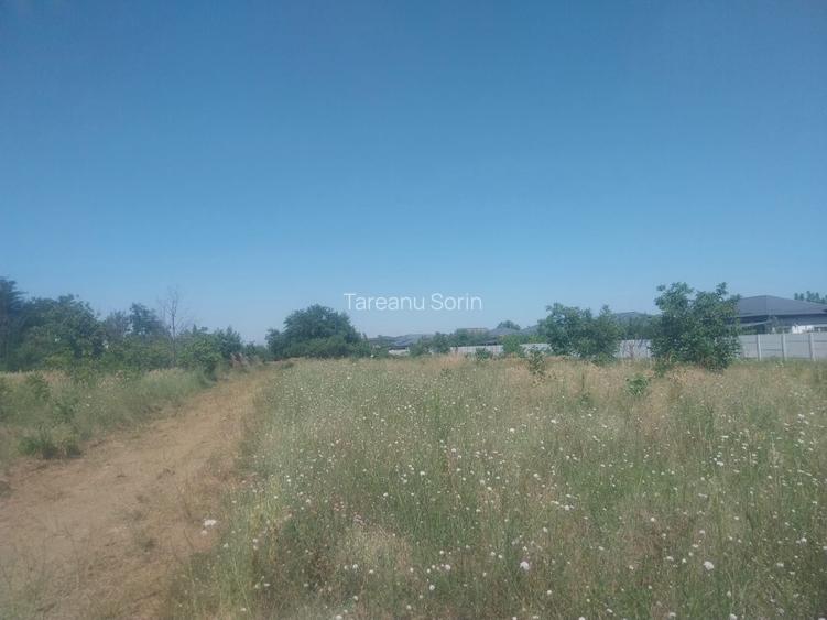 Drumul Targului -Domnesti -loturi de casa direct proprietar - 5