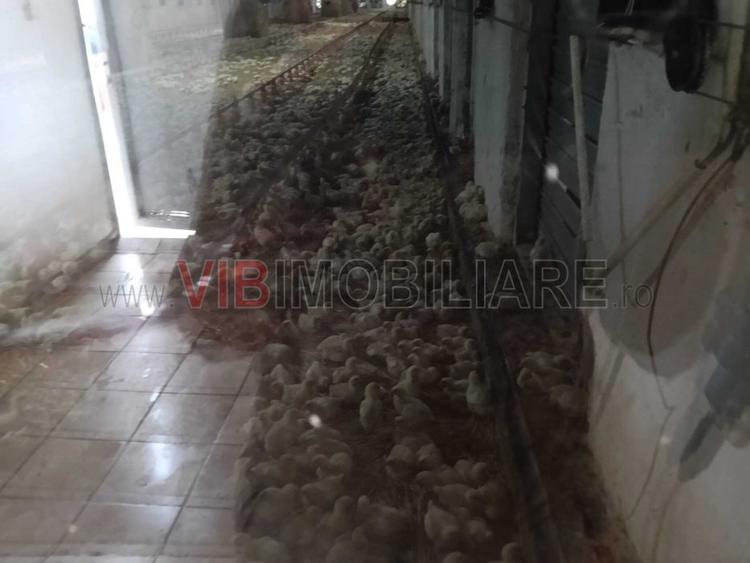De vânzare fermă avicolă – Salonta, județul Bihor