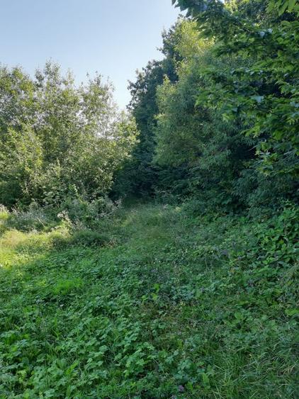 OPORTUNITATE: 4.400 mp la marginea PADURII, langa VILE NOI, toate UTILITATILE