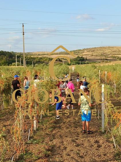 Teren intravilan cu PLANTATIE DE GOJII de vanzare in Racari - 23