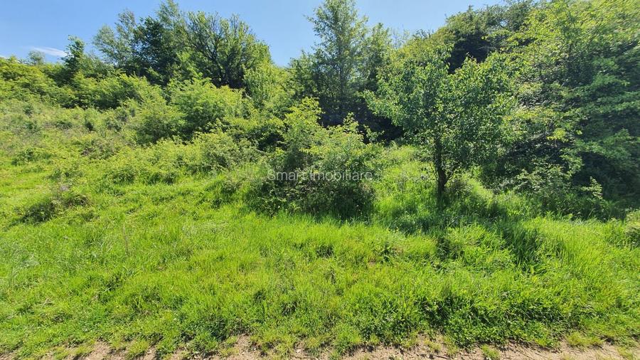 Teren extravilan 3200mp lac Sacel - 7