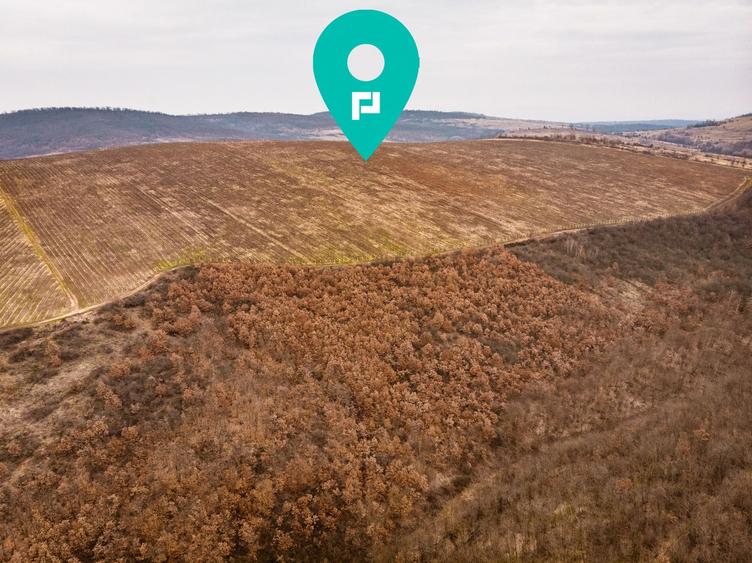 Vie de 115 Hectare în satul Dud, județul Arad