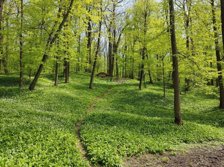 🌲 Teren 7.100 mp cu pădure proprie – Bârnova, lângă Iași - 3