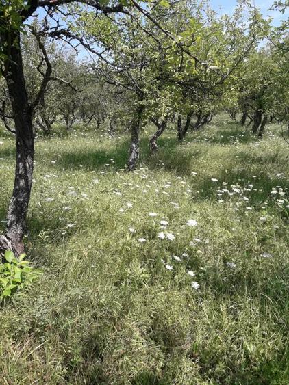 85 ari teren extravilan, intre case, la limita intravilanului Zona Valea Rusului