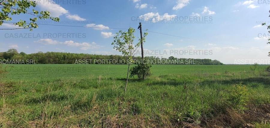 3 loturi de teren langa padure langa lacul Colacu, Dambovita - 6
