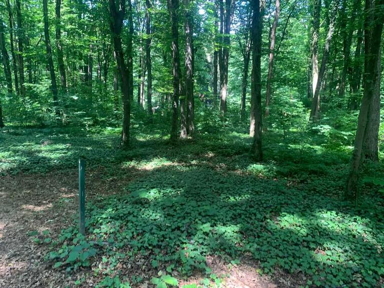 46644 mp teren in Padurea Baneasa proiect exclusivist