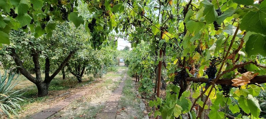 Casa cu vie, livadă și timp pentru tine - 30