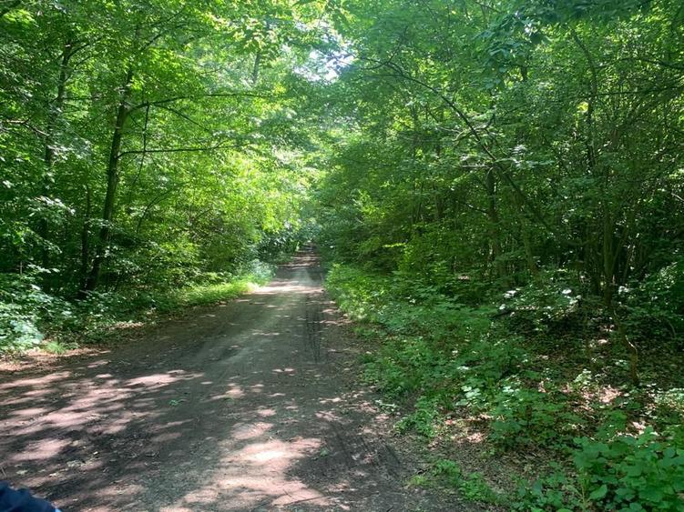 46644 mp teren in Padurea Baneasa proiect exclusivist