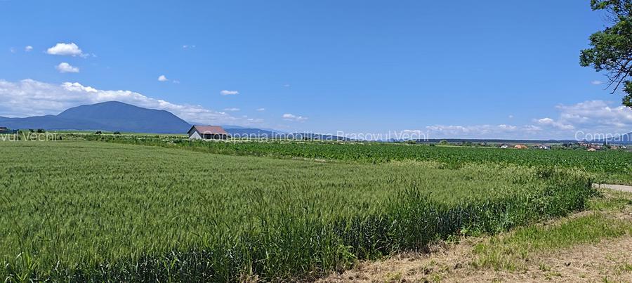 Loturi de casă în Hălchiu - Brașov. - 7