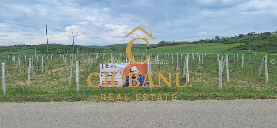 Teren intravilan cu PLANTATIE DE GOJII de vanzare in Racari - 27