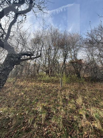 Teren extravilan impadurit, 20424 mp ideal pentru investitie