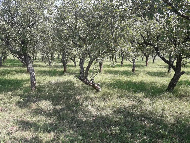 85 ari teren extravilan, intre case, la limita intravilanului Zona Valea Rusului