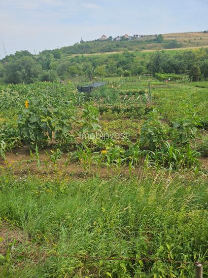 Vand teren intravilan,strada Budiului, 2 parcele,   total 5000 mp,neconstruibil. - 4