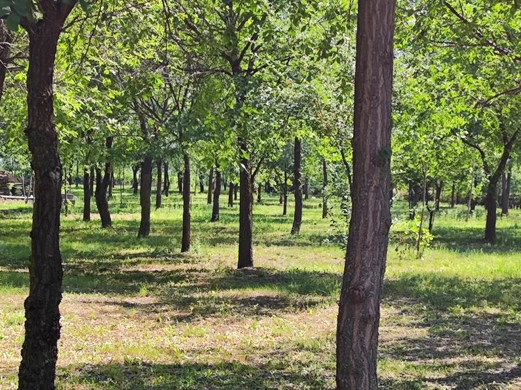 Loturi constructie intre 80-95 Euro/mp - Afumati, Strada Padurii