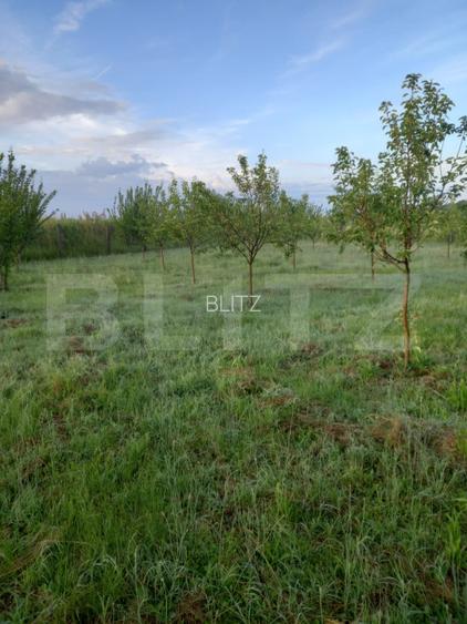 Teren intravilan, 4447 mp, 28 ml deschidere, Pielesti - 6