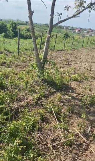 Teren de vanzare Comuna Comana-Giurgiu