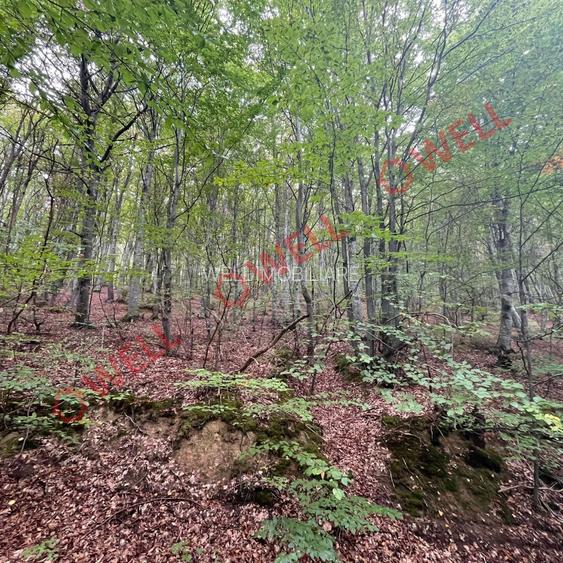 De vânzare pădure mixtă în Dalnic! - 3