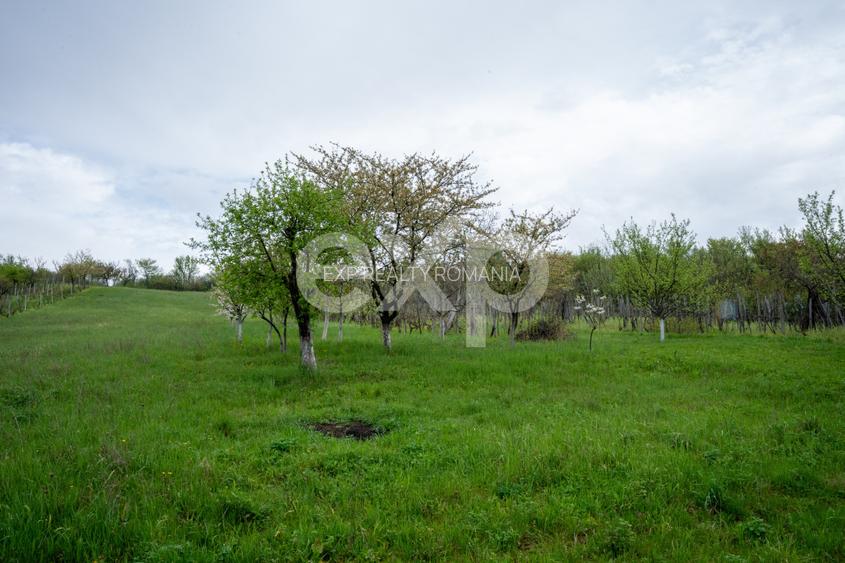 Proprietate unică, în zonă verde și liniștita - 9
