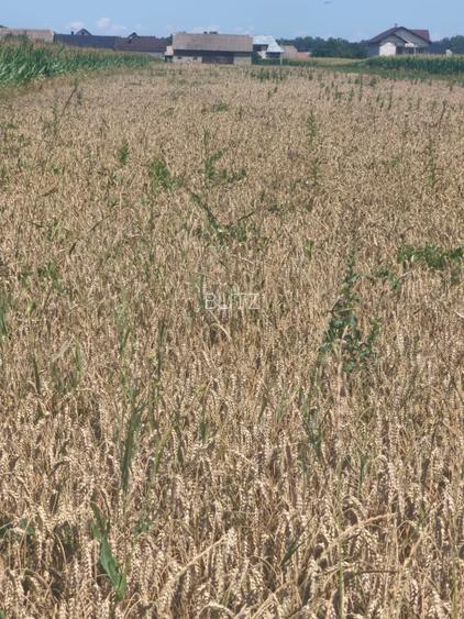 Teren intravilan, 10000mp, zona Maneuti, Radauti