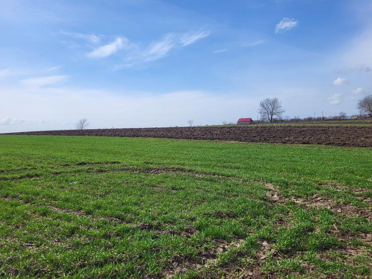 VANZARE TEREN PRUNDU INTRAVILAN AGRICOL GIURGIU POTENTIAL